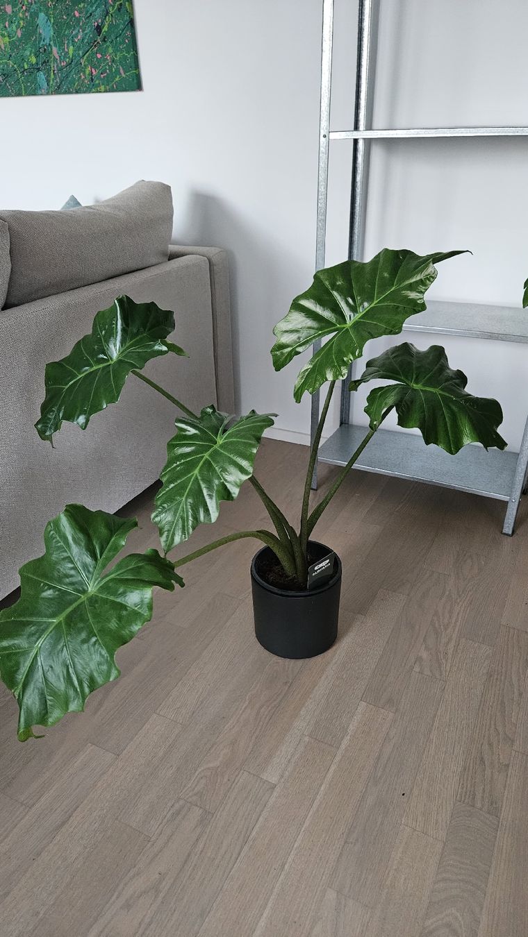 Pflanzen & Samen: Plant Alocasia with ceramic pot – Neu (gemäss Beschreibung) aus Lausanne von ram_tw68
