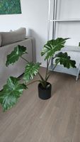 Plant Alocasia with ceramic pot