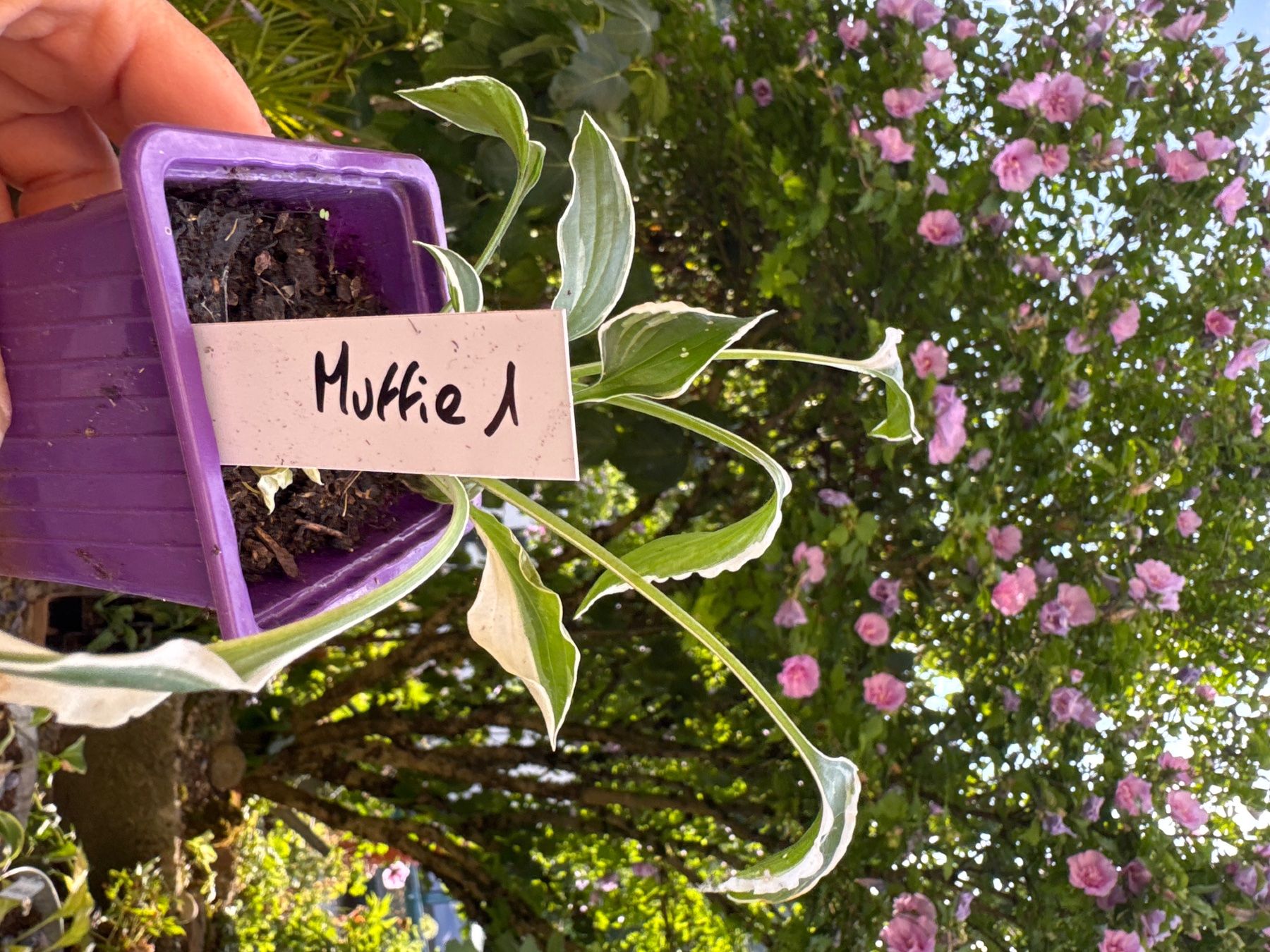 Piante & sementi: Hosta muffie 1 – Usato da Lajoux JU venduto da Briard0