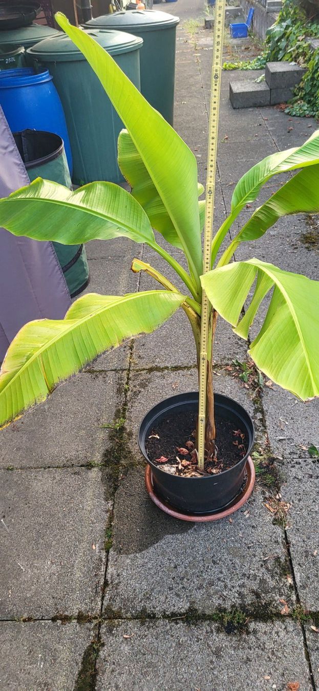 Piante & sementi: Bananenbaum – Usato da Wallisellen venduto da Eugenio 2