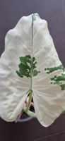 🤩Alocasia Macrorrhiza Albo Variegata Rhizom 