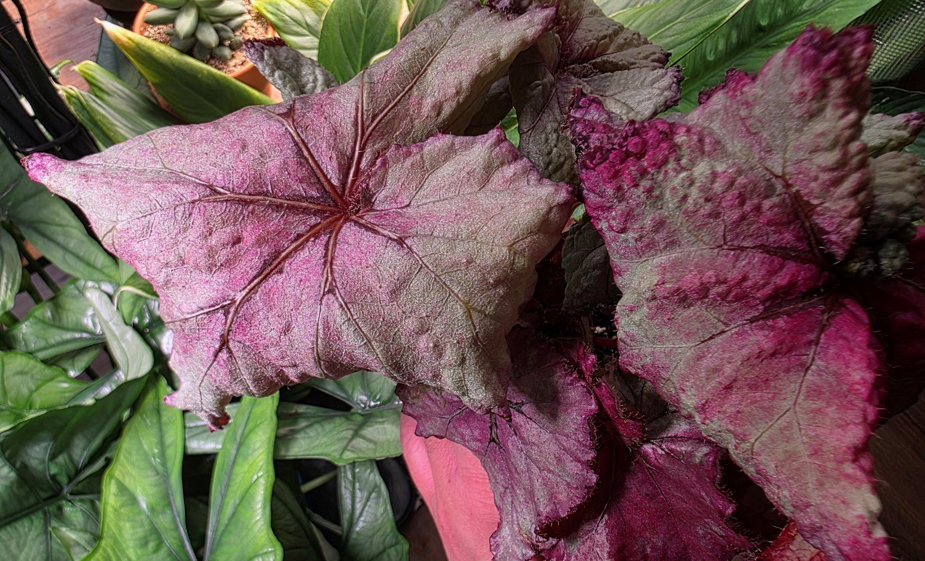 Piante & sementi: Begonia rex escargot "Pink Dream" – Usato da Winterthur venduto da jar_w2vp 2