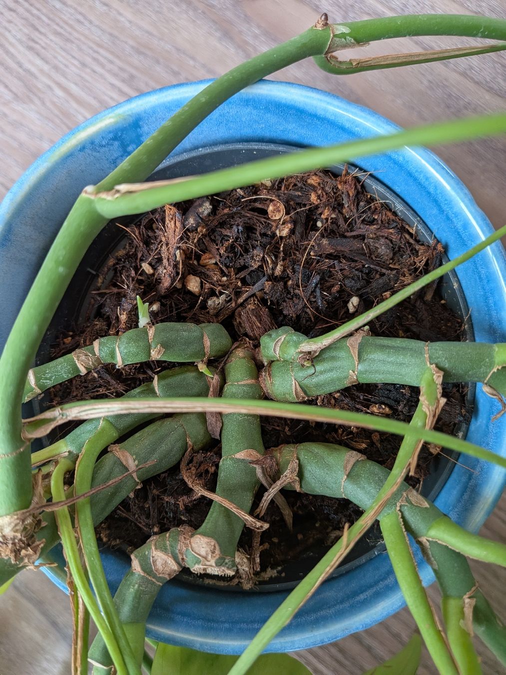 Piante & sementi: Rhaphidophora decursiva mit Übertopf – Usato da Thalwil venduto da moving_sell_26 2