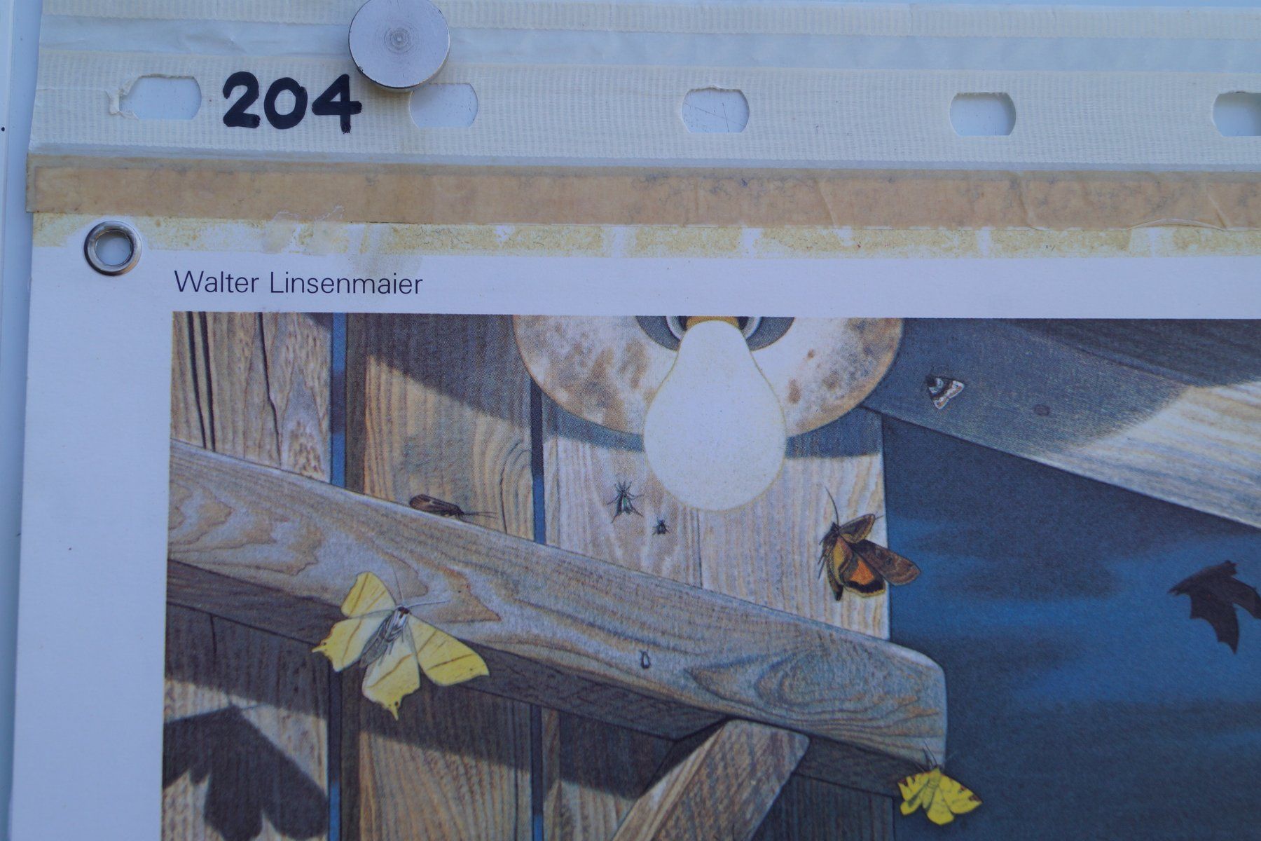 Poster & Bilder: Schulwandbild "Fledermäuse" Linsenmaier Fledermaus B= %%%%%% – Gebraucht aus Härkingen von sammelbecken 2