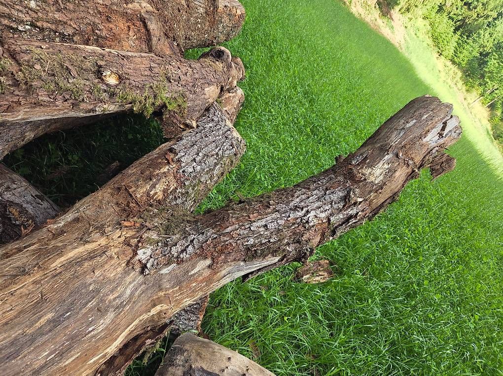 Articoli in legno: krumme Eichenstämme – Usato da Mettendorf TG venduto da 892421 1
