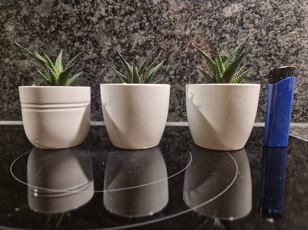 Piante & sementi: Mini succulents x3 – Usato da Dübendorf venduto da Olenaaa 4