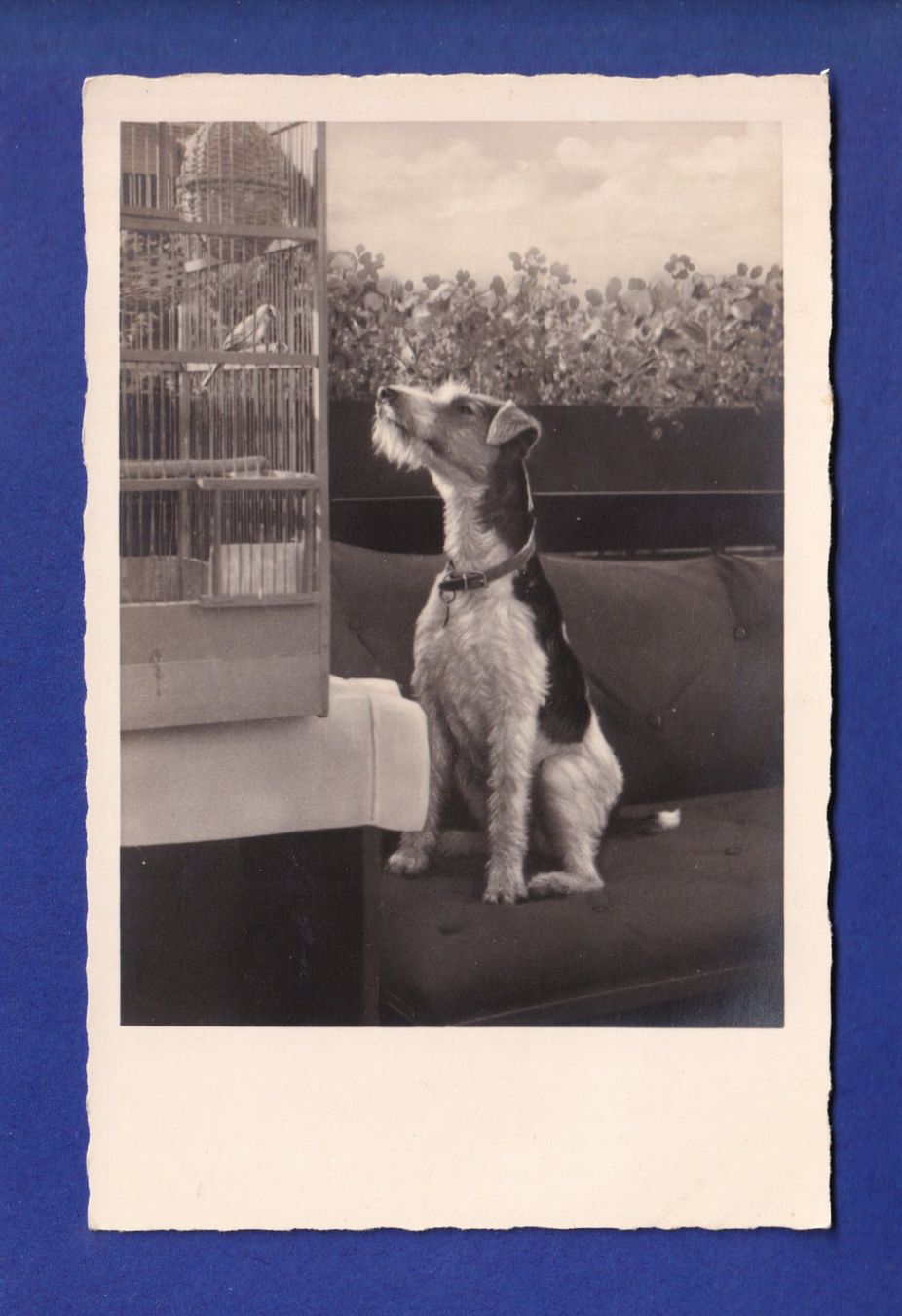 Cartes postales: CHIEN / HUND – D'occasion à Pully par nicecards-shop