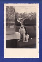 CHIEN / HUND