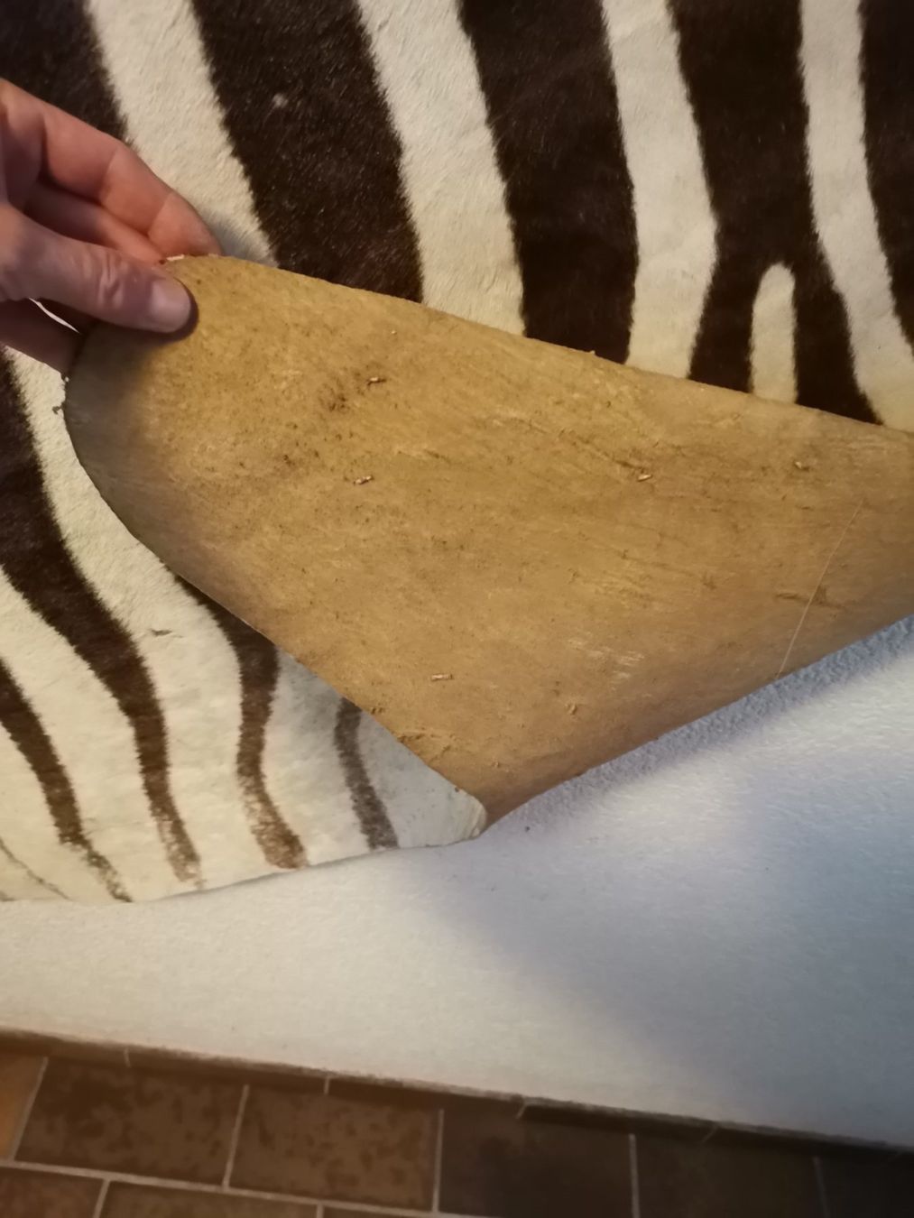 Il mondo degli animali: Zebrafell, Zebrahaut, Echtes Zebrafell, Fell, Afrika – Usato da Wiedlisbach venduto da Kreislaufmaterial 3