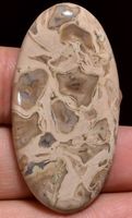 Cabochon L-2023 – Palmenwurzel Achat 43X22X5mm - 41 Ct.