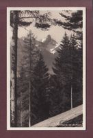Waldpartie mit STOCKHORN - 1940