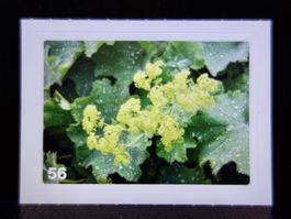 MIGROS MANIA Nature Detectives Nr. 56