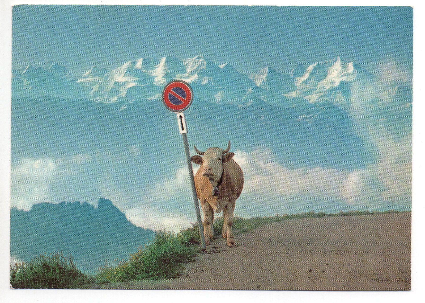 Cartes postales: BERNER OBERLAND Kuh – D'occasion à Jona par philajona