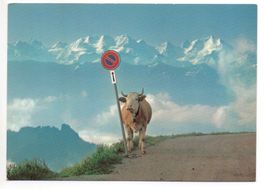 BERNER OBERLAND Kuh