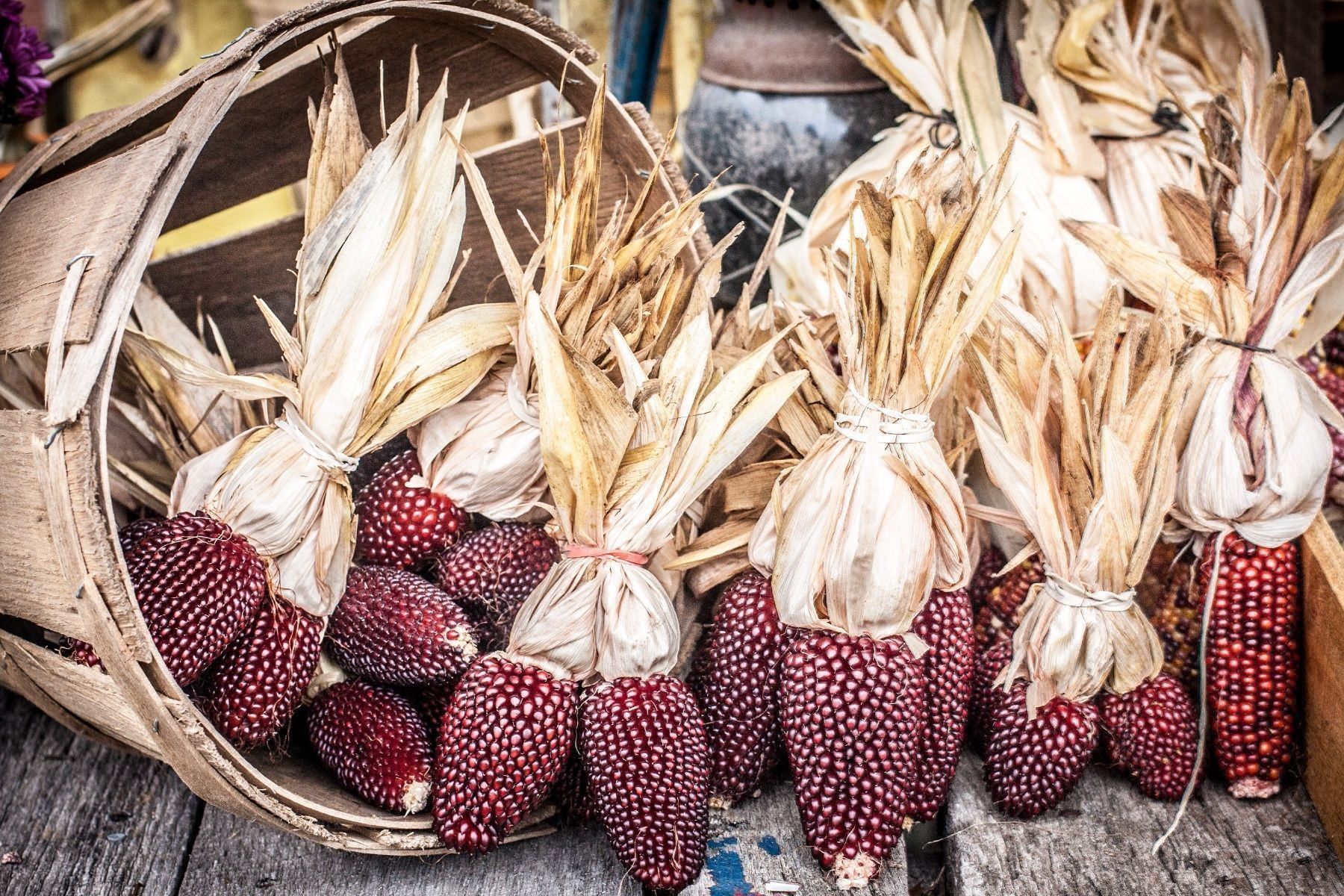 Piante & sementi: 40 Samen STRAWBERRY CORN Mais – Nuovo (secondo la descrizione) da Ehrendingen venduto da VerveinaSamen 3