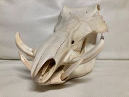 Warzenschwein Schädel