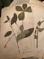 Antikes Herbarium