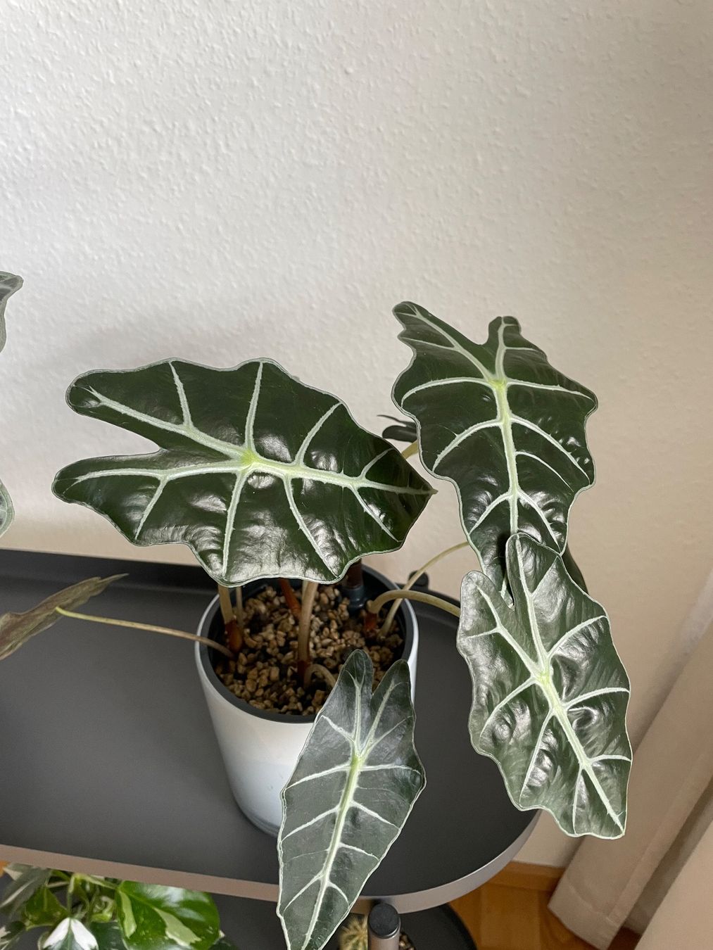 Plantes & graines: Reifer Monstera-Steckling + 1 Baby-Alocasia Polly gratis – D'occasion à Bern par pao_96c9 2