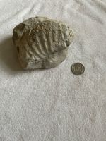 Fossilien-Fundstück: Ammonit – ein Stück Erdgeschichte!