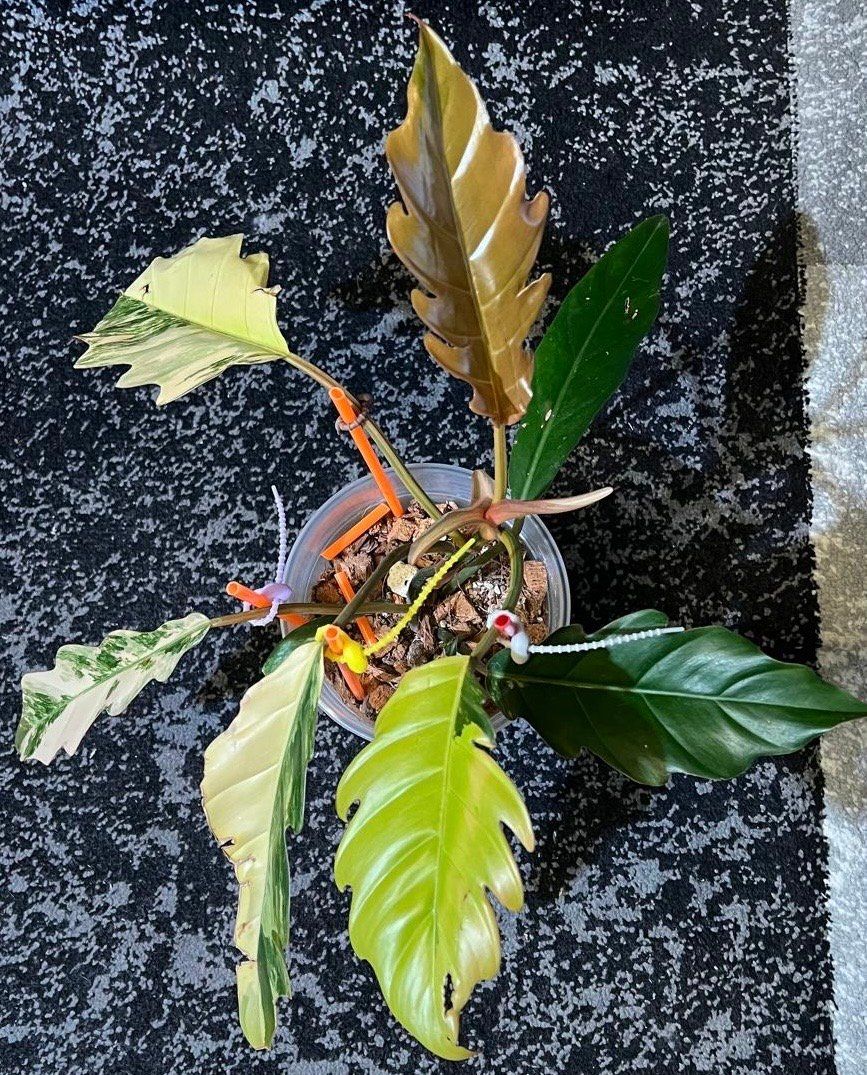 Pflanzen & Samen: Philodendron caramel marble variegated – Gebraucht aus Zofingen von Erfolg1957 2