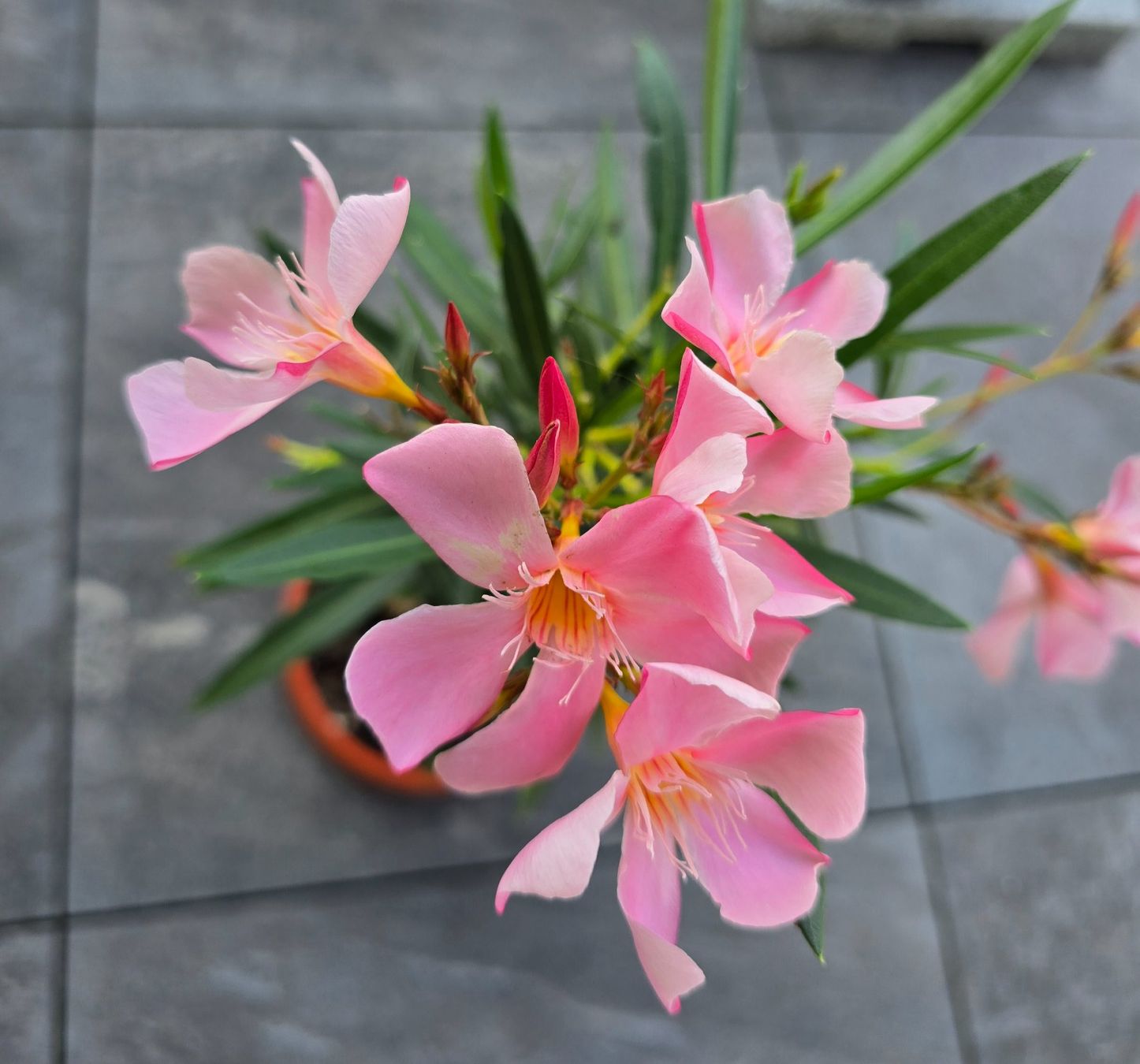 Piante & sementi: Kleine Oleander Pflanze rosa – Usato da Aarburg venduto da popkorn65 3