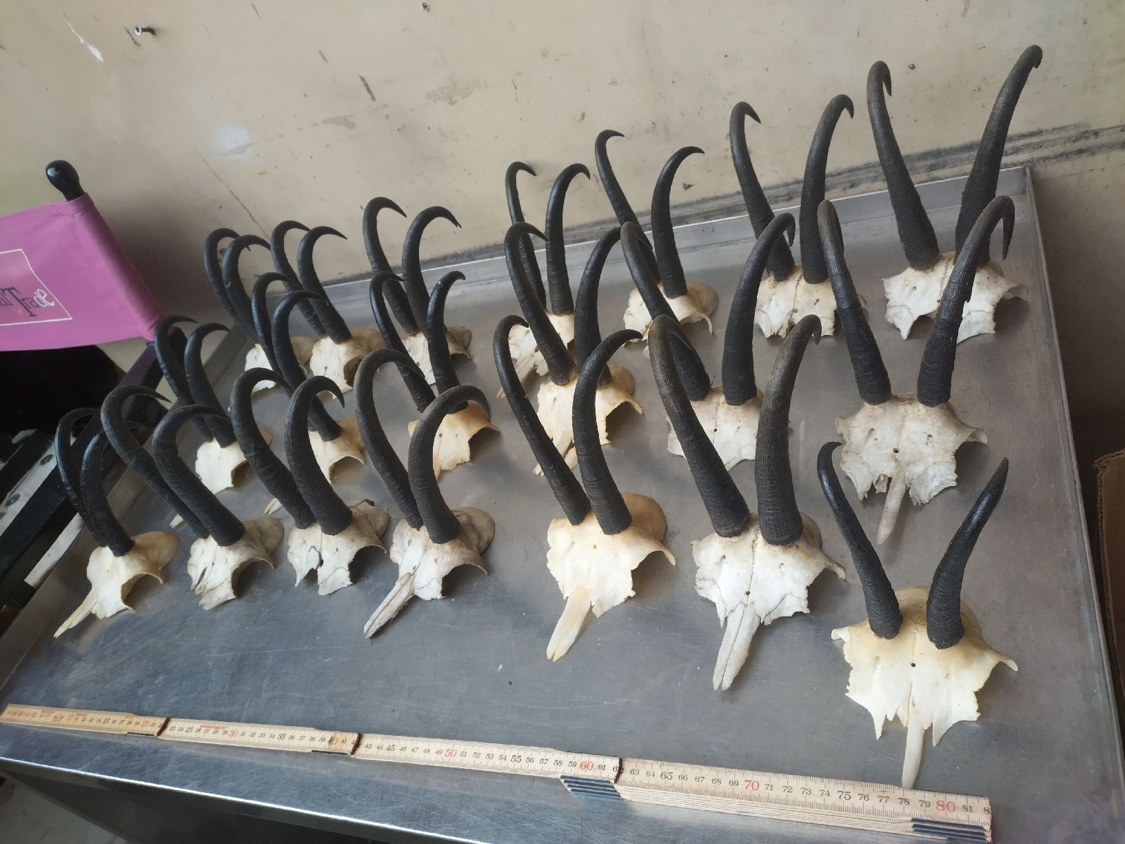 Il mondo degli animali: Gemsenhörner, Trophäen Sammlung, Jagdtrophäe, Deko!  – Usato da Wettingen venduto da Bwalti 1