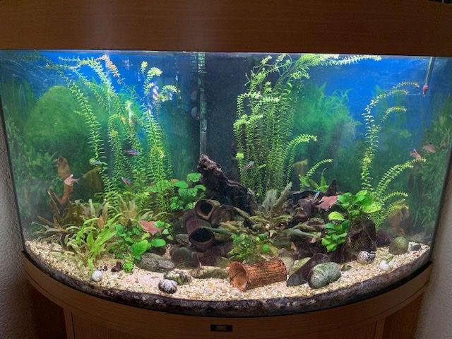 Juwel Acquari: Eck Aquarium Trigon 190 – Usato da Grenchen venduto da stefport 2