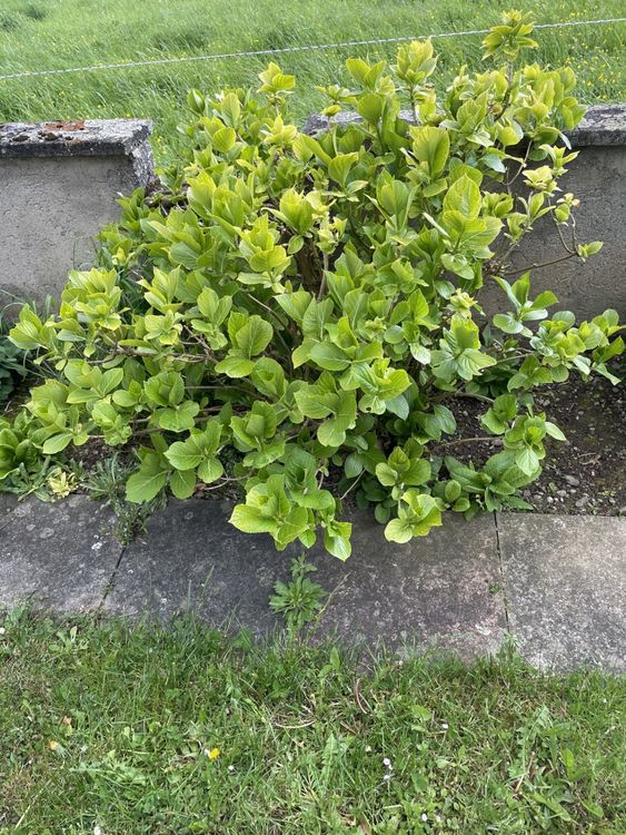 Hortensie winterhart 100x120 cm ( Bauernhortensie ) Kaufen auf Ricardo