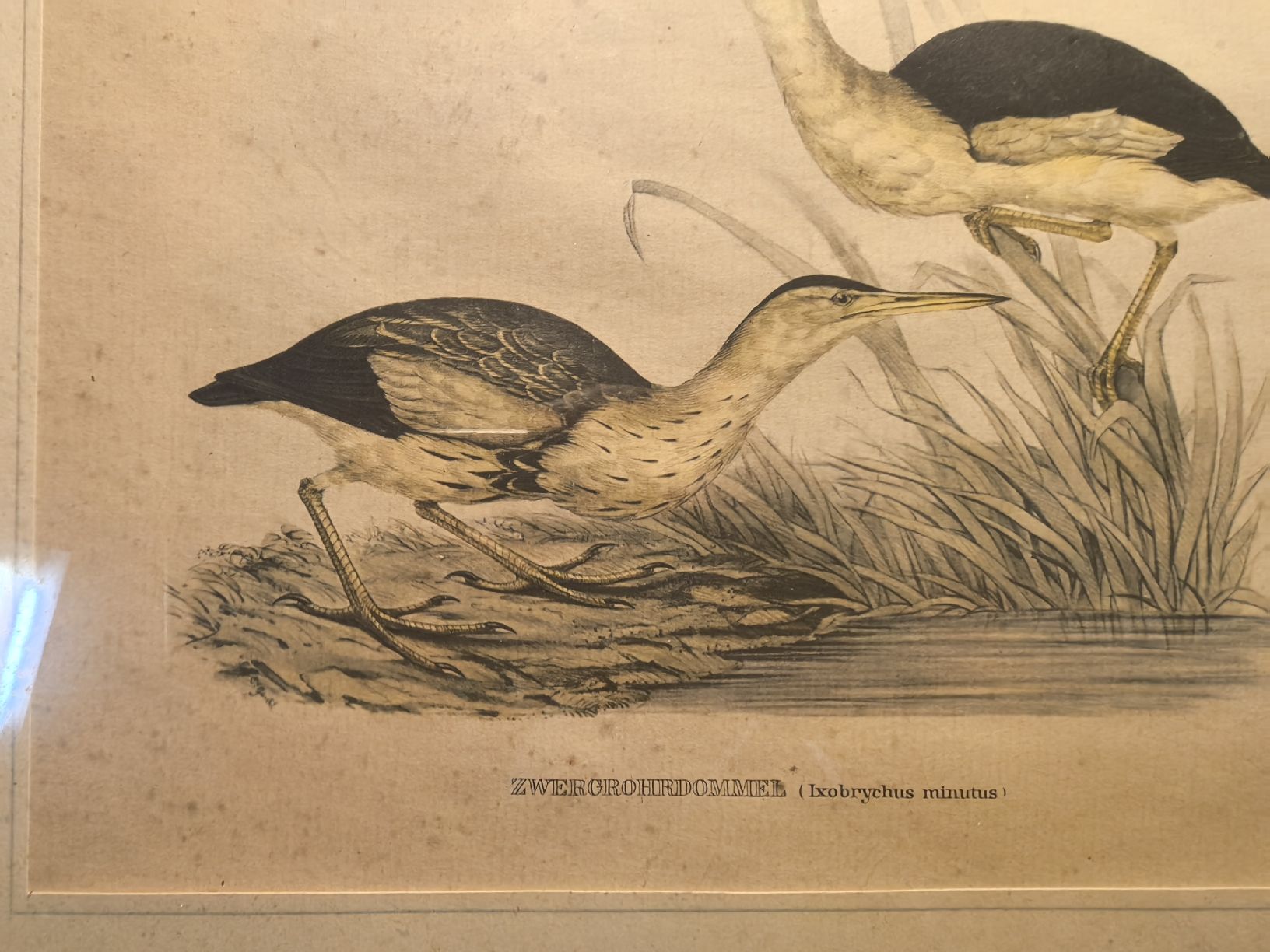 Grafica & Litografie: Alte gerahmte Vogelbild-Lithographie mit Goldrahmen. – Usato da Bassersdorf venduto da Sport_4_life 2