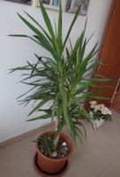 Schöne, grosse  Yucca - Zimmerpflanze