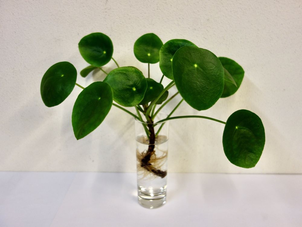Pilea peperomioides Glückstaler Kaufen auf Ricardo
