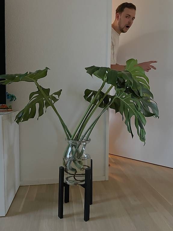 Pflanzen & Samen: Zwei grosse Monstera "Abzweiger" – Gebraucht aus Basel von O.C.L 1