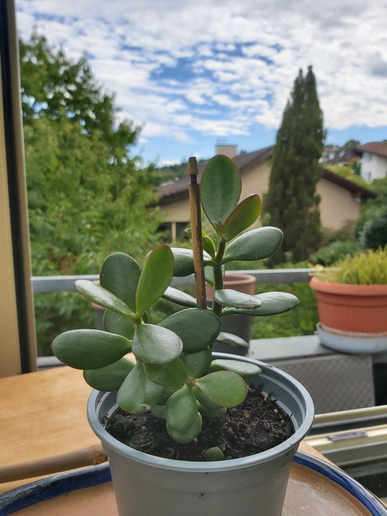 Crassula Ovata Geldbaum Kaufen Auf Ricardo