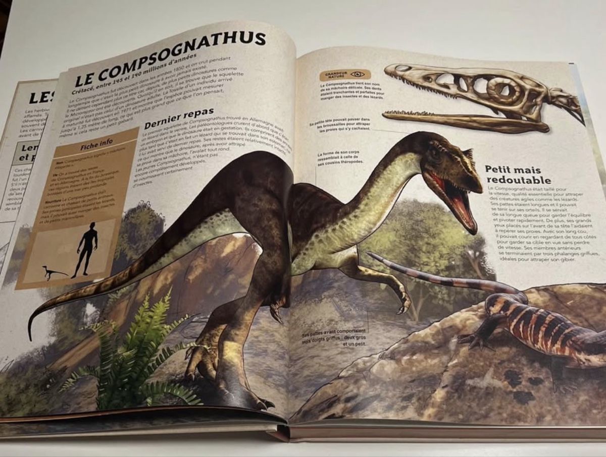 Libri: Livre Dinosaures – Nuovo (secondo la descrizione) da Cologny venduto da aidakr 1