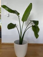 Strelitzia Nicolai in Semi-Hydro