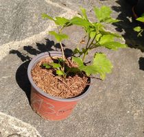 Schneeball «Compactum» (Viburnum opulus)