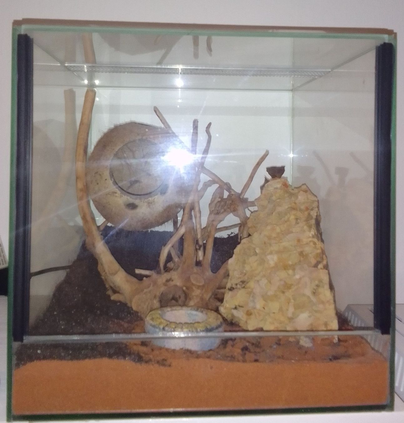 Terrario: Terrarium Avec Décoration Naturelle – Usato da gland venduto da Lio_0o
