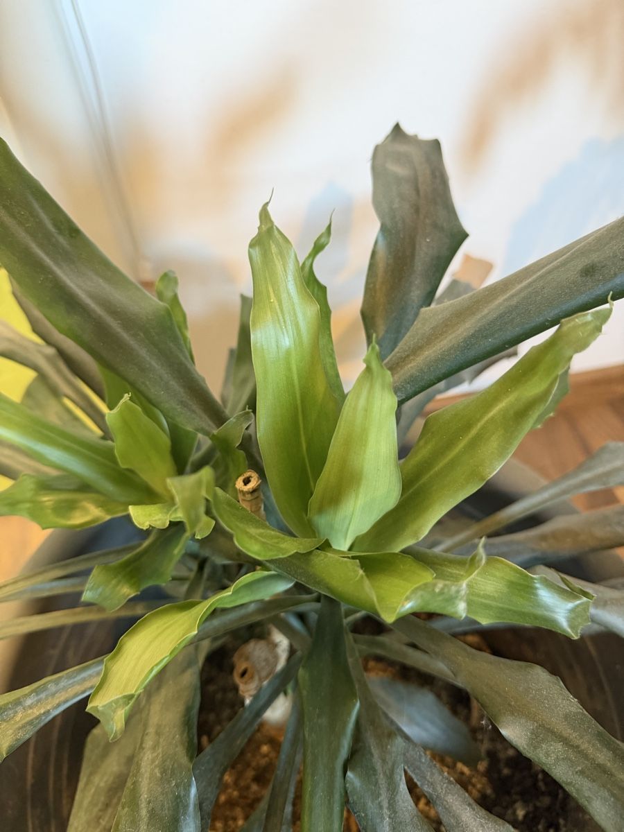 Plantes & graines: Drachenbaum – D'occasion à Winznau par Rainbow-13 1