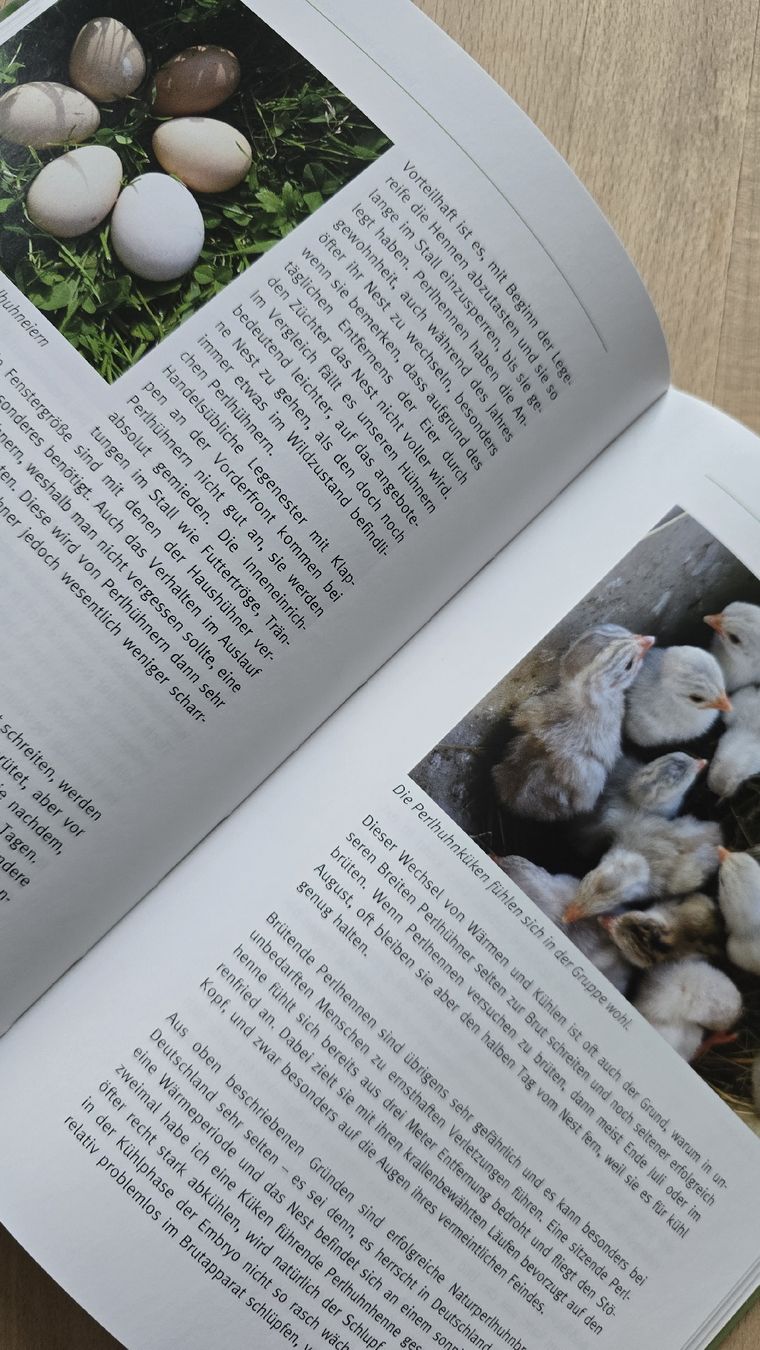 Libri: Puten, Perlhühner und Pfauen halten – Nuovo (secondo la descrizione) da Rüthi (Rheintal) venduto da Sinhue 4