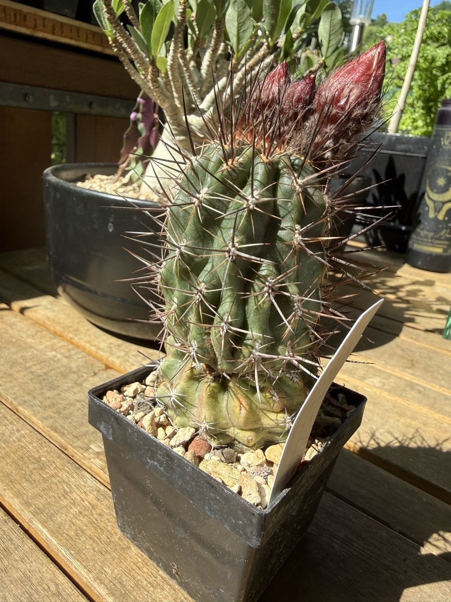 Piante & sementi: Pyrrhocactus andreanus AW 283 – Usato da Rorbas venduto da SimS0n 5