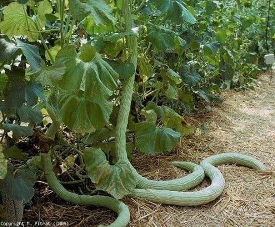 Piante & sementi: MELON SERPENT ARMENIEN 10g – Nuovo (secondo la descrizione) da Bremblens venduto da FIBONACCI369 1
