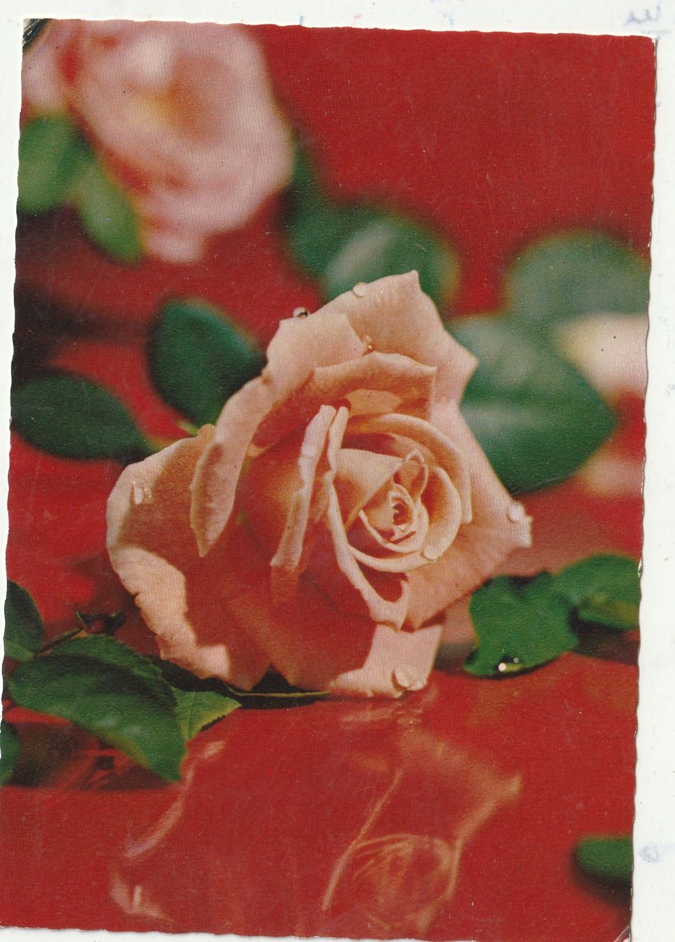 Cartoline postali: Blumenkarte – Usato da Lumbrein venduto da made02