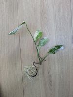 Schöne Monstera Variegata Steckling - Rare