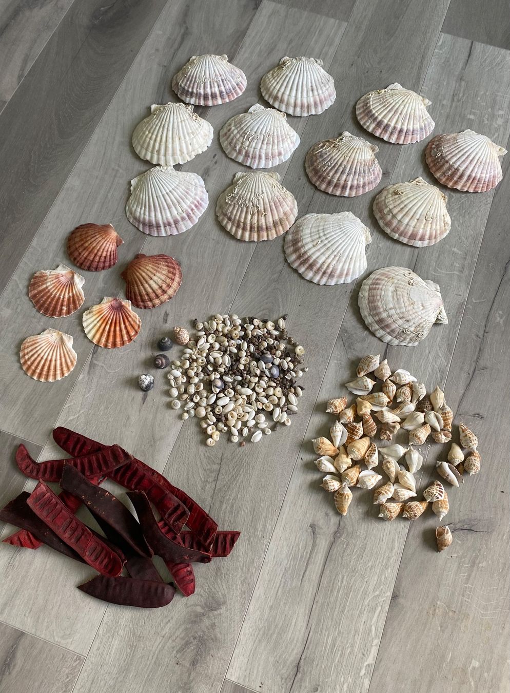 Fossili: Muschel Muscheln – Usato da Dottikon venduto da 6571 1
