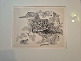 Original Bild Kunst Stich Tiefdruck Ente Frosch Silber Tier