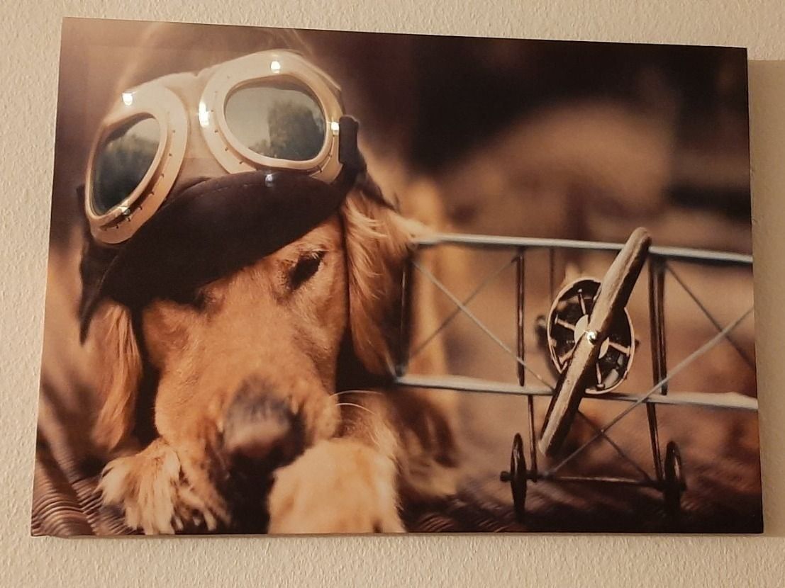 Foto & Immagini: Pilot Hund mit Propellerflugzeug LEDBild – Nuovo e nell'imballaggio originale da Kilchberg ZH venduto da ruedi34 1
