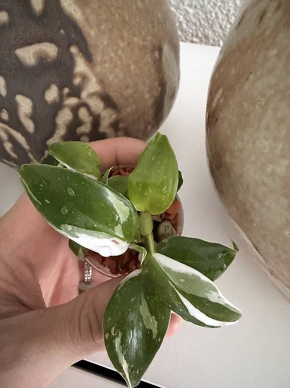 Plantes & graines: Philodendron White Princess et Wizard – D'occasion à Spiez par Lunelu 1