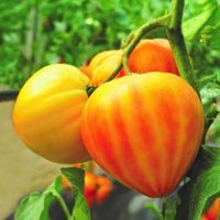 Gourmasun F1 - Ochsenherztomate - 10 Samen