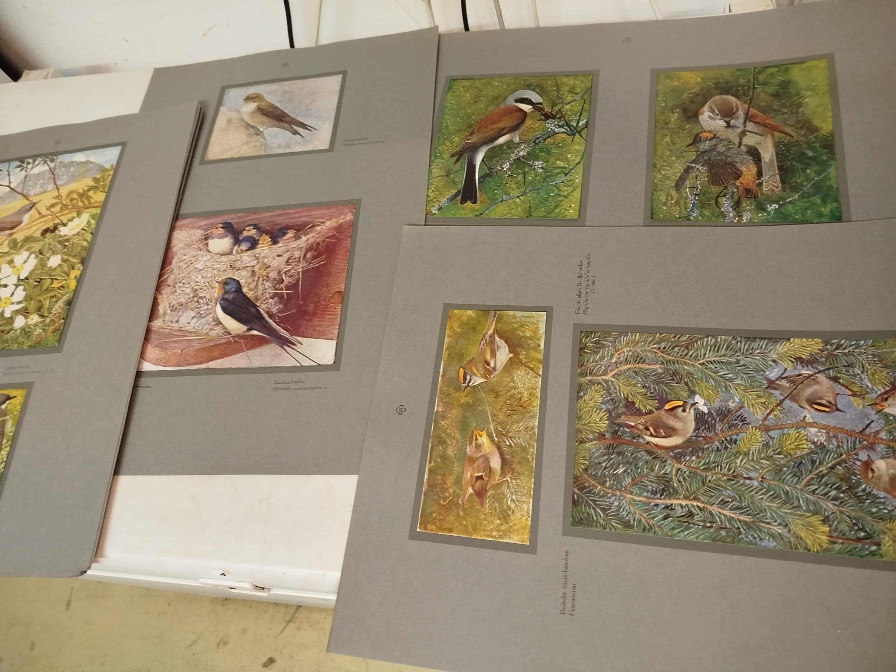 Libri: Catalog " Les Oiseaux de Chez Nous" – Usato da La Chaux-de-Fonds venduto da Emmaus2300CDF 9