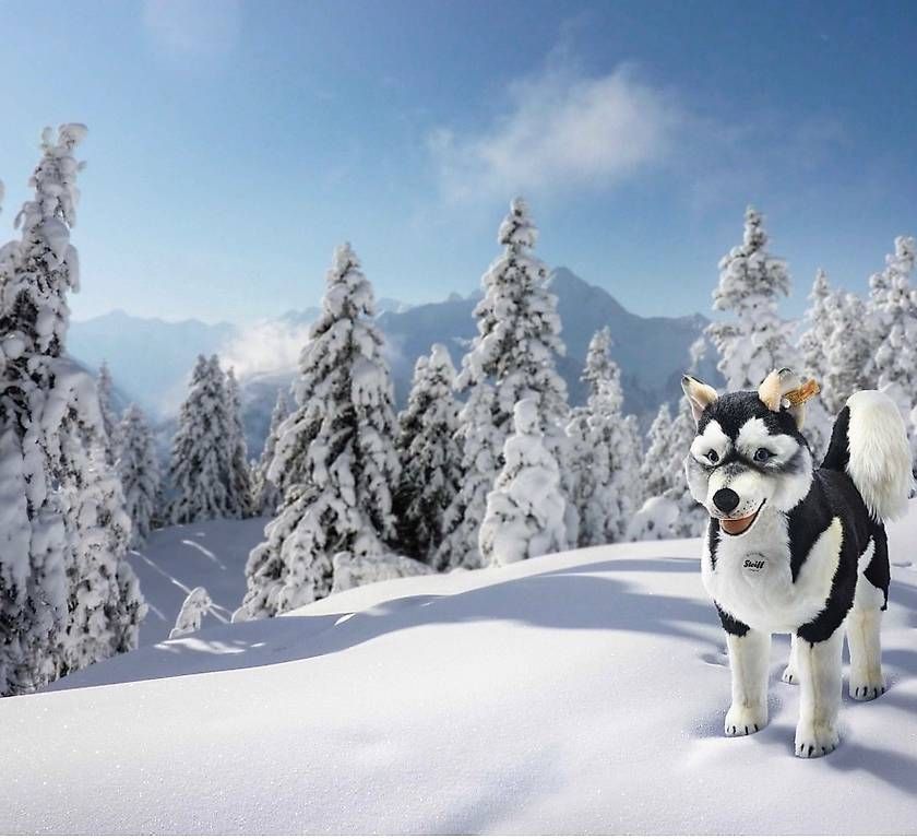 Giocattoli: Peluche Steiff Studio Husky 80 cm – Usato da Genève venduto da SophieR539 1